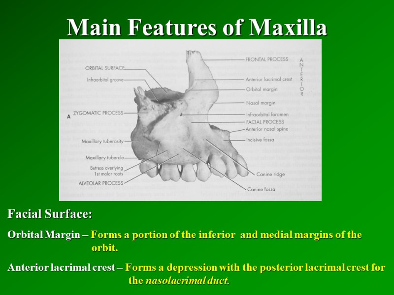 Main Features of Maxilla   Facial Surface: Orbital Margin – Forms a portion